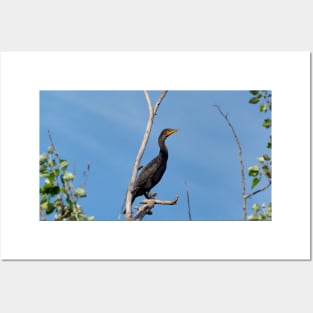 Double-crested Cormorant Perched On a Tree Branch Posters and Art